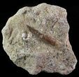 Fossil Plesiosaur (Zarafasaura) Tooth In Rock #61102-1